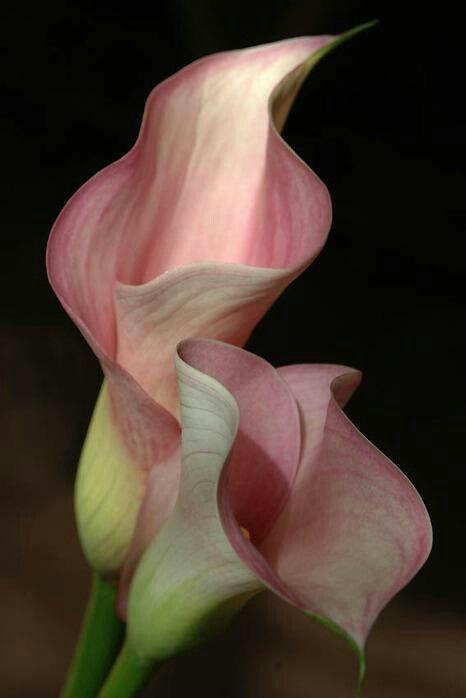 Whispers of Dawn Pastel Bouquet